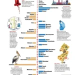 the-nations-semiquincentennial-chief-executives-survey-reveals-states-capitalizing-on-shifting-demographics-technology-and-economy