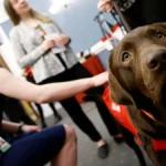 sixth-circuit-upholds-school-districts-discretion-on-paid-leave-for-guide-dog-training-setting-precedent-for-ada-and-fmla-interpretations