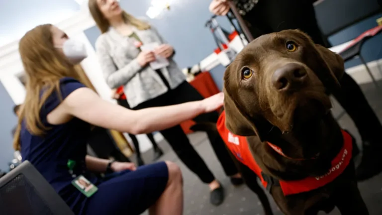 sixth-circuit-upholds-school-districts-discretion-on-paid-leave-for-guide-dog-training-setting-precedent-for-ada-and-fmla-interpretations