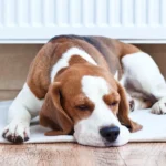 the-evolution-of-workplace-leave-policies-and-the-emerging-legal-landscape-for-pet-care-and-bereavement