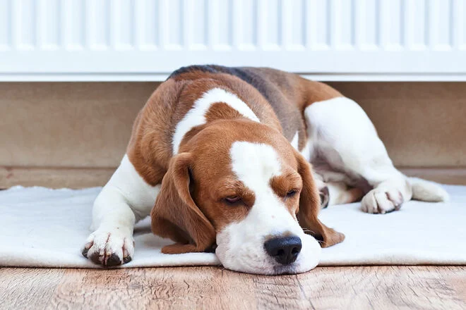 the-rise-of-pet-related-leave-policies-and-the-evolving-legal-landscape-for-workplace-benefits