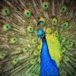narcissistic-leaders-show-stronger-resistance-to-remote-and-hybrid-work-new-study-reveals