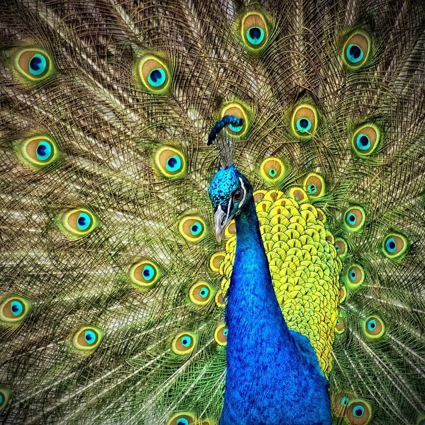 narcissistic-leaders-show-stronger-resistance-to-remote-and-hybrid-work-new-study-reveals