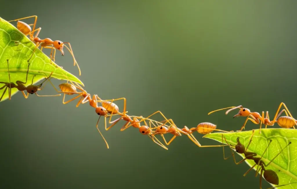 the-unlocking-potential-the-essential-pillars-of-collaboration-for-shared-success