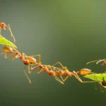 the-unlocking-potential-the-essential-pillars-of-collaboration-for-shared-success