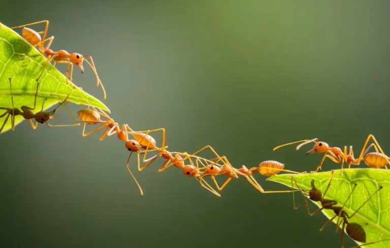 the-unlocking-potential-the-essential-pillars-of-collaboration-for-shared-success