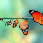 good-judgment-the-undisputed-currency-of-the-modern-business-leader