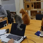 tokyo-firm-uses-rescued-cats-to-boost-employee-wellbeing