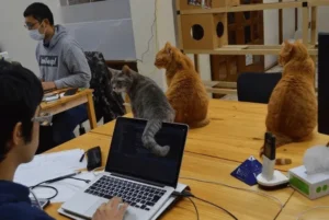 tokyo-firm-uses-rescued-cats-to-boost-employee-wellbeing
