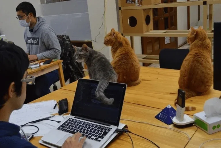 tokyo-firm-uses-rescued-cats-to-boost-employee-wellbeing
