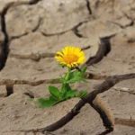 is-resilience-a-personality-trait-or-a-flaw-in-workplace-design