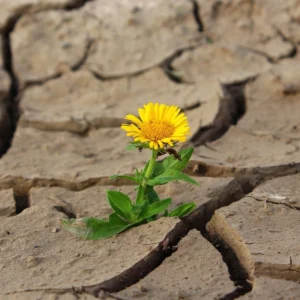 is-resilience-a-personality-trait-or-a-flaw-in-workplace-design