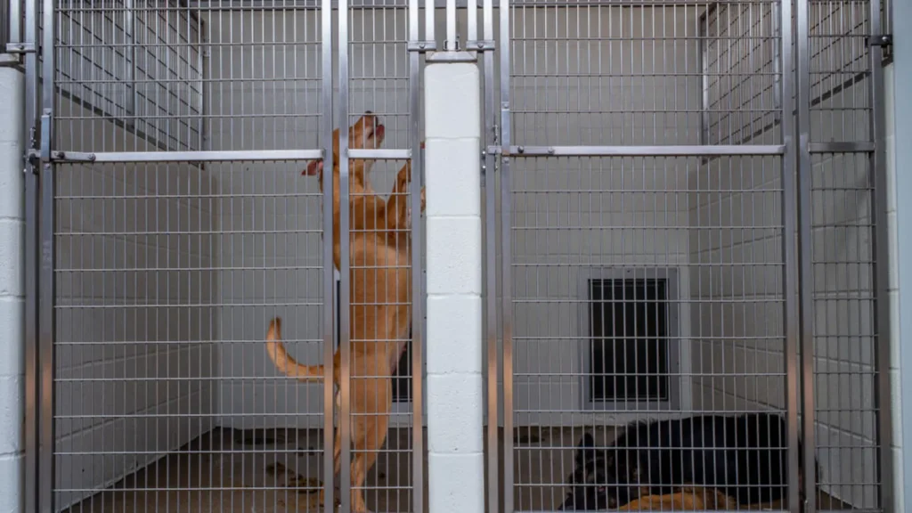 federal-judge-denies-shrms-summary-judgment-motion-in-service-dog-discrimination-lawsuit-paving-way-for-jury-trial