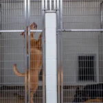 federal-judge-denies-shrms-summary-judgment-motion-in-service-dog-discrimination-lawsuit-paving-way-for-jury-trial