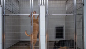 federal-judge-denies-shrms-summary-judgment-motion-in-service-dog-discrimination-lawsuit-paving-way-for-jury-trial